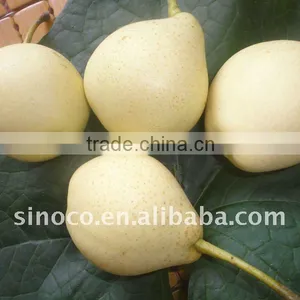 Asian Ya Pear Fruit thumbnail-1