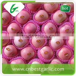 Honey Red Fuji Apples in Big Sizes thumbnail-4