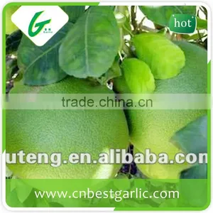 Fresh Sweet Honey Pomelo From China thumbnail-3