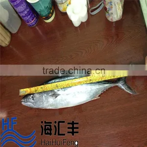 High Quality Frozen Bonito Skipjack Fish Sale Tuna Fish for Sale thumbnail-1