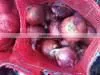 Egyptian Onion thumbnail-6
