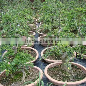 Landscaping and Outdoor Bonsai Usage Chinese Ulmus Pulila thumbnail-3