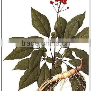 High Quality GMP&KOF-Kosher Ginseng Root Extract Ginsenoside thumbnail-3