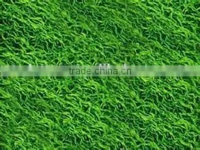 Organic Spirulina Powder thumbnail-3