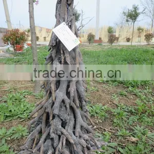 Wicker Christmas Tree thumbnail-4