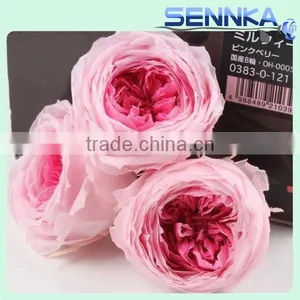 Fresh Cut Roses Preserved Fresh Flower Asuting Rose For Wedding Decoration thumbnail-3