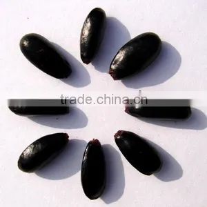 Indian Custard Apple Fruits Tree Seeds Annona Squamosa Rajasthan Asia thumbnail-2