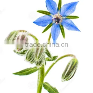 Cold Pressed Best Price Organic Borage Seed Oil Essential Oil Cure PMS thumbnail-2