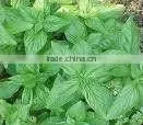 BASIL ESSENTIAL OIL thumbnail-1