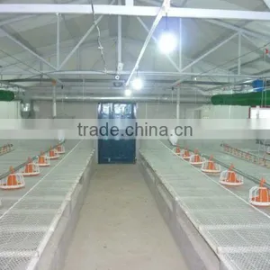 Automatic Poultry Equipment for Broiler Chicken thumbnail-6