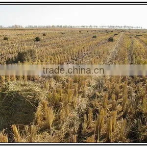 Rods Machine (Extruder Wood Briquette Machine) thumbnail-1