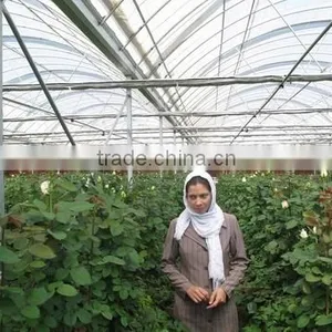 Commercial Greenhouse For Sale thumbnail-3