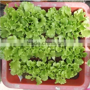 Expanded Clay Soil For Roof Garden,lightweight Expanded Clay Aggregate thumbnail-5