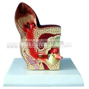 Biological Teaching Aids Anatomic Dog Ear Model thumbnail-1