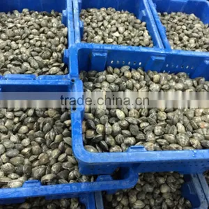High Quality Frozen Vacuum Packed Short Necked Clam thumbnail-3
