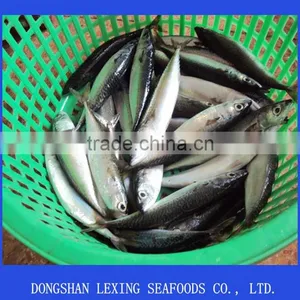 Frozen Whole Round Pacific Mackerel thumbnail-1