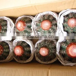 Cactus thumbnail-1