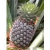 Bromelain/ Pineapple Extract thumbnail-1