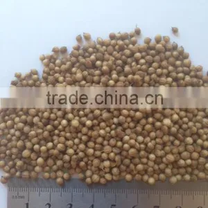 Coriander thumbnail-1