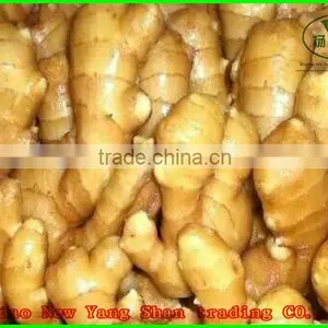 2015 Fresh Cabbages/Cabbage Exported to Southeast Asia, the Middle East thumbnail-5