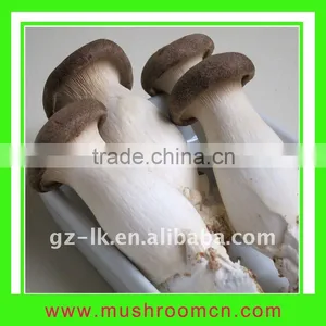 Hot Sale Good Quality Fresh King Oyster Mushroom thumbnail-1