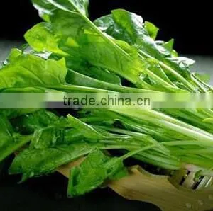 Commercial Spinach/Potato/Garlic/Ginger/Pumpkin Paste Making Machine thumbnail-4
