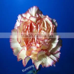 China Fresh Cut Flowers China Carnation thumbnail-1