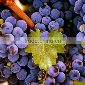 Grape Seed Extract 95% thumbnail-1