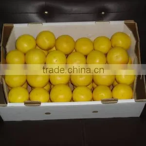 Egyptian Star-ruby Grap Fruit thumbnail-1