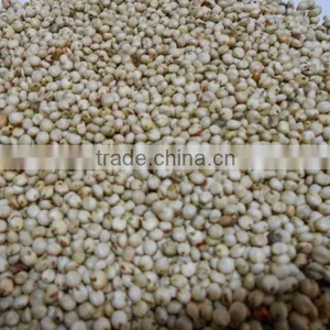 White Sorghum Chinese Quality thumbnail-2