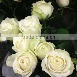 Fresh Cut Flowers Suppliers White Rose Flowers thumbnail-5