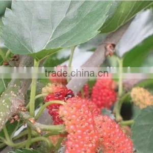 Mulberry Tree Seedling thumbnail-2