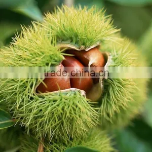 Chinese Chestnut Seedling thumbnail-4