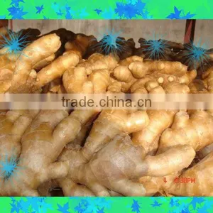 2014 New Air Dry Fresh Ginger thumbnail-3