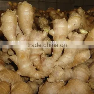 Fresh Mature Ginger thumbnail-5