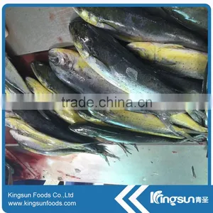 Whole Sale Good Price Frozen Mahi Mahi Fish WR thumbnail-3