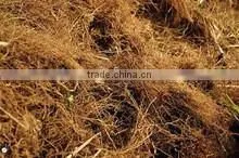 CYPRIOL ESSENTIAL OIL thumbnail-1