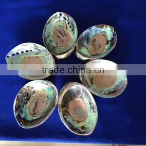 Raw Haliotis Iris Polished Abalone Shell Crafts thumbnail-3