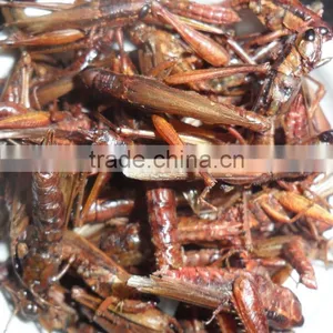 Bird Food Dried Crickets // Dried Mealworms // Grasshopper thumbnail-4
