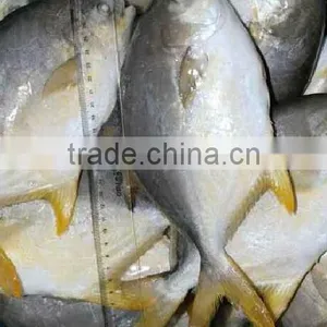 Gold Pomfret Bulk Buy From China thumbnail-1