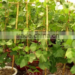 Cheap Make Bamboo Garden Trellis,bamboo Cane Trellis thumbnail-1