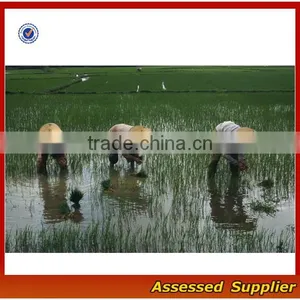 ZT45 Wholesale India Coolie Straw Hat Cheap 100% Bamboo Unisex Sun Straw Hat for Sale thumbnail-6