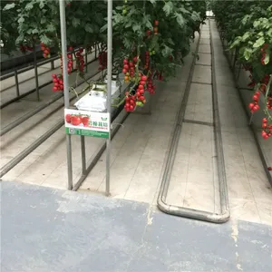 Greenhouse for Cherry Tomato/Sweet Pepper Soilless Cultivation With Stone Wool thumbnail-2