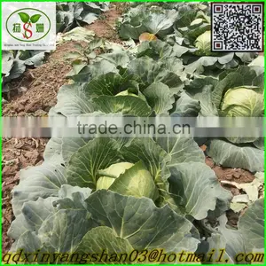 Turnip/cabbage/cabbage/Fresh Cabbage thumbnail-2