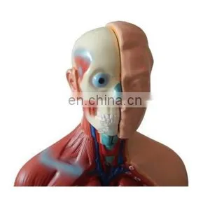 Human Body Anatomy Sexless Torso Model thumbnail-1