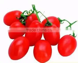 Cherry Tomato Grading Machine/Tomato Grading Machine thumbnail-4