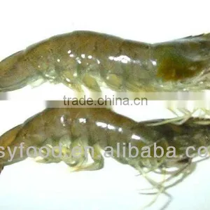 Frozen Vannamei Shrimp thumbnail-1
