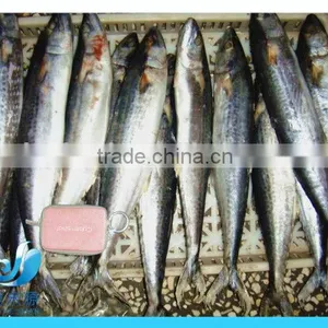 Frozen Pacific Mackerel thumbnail-5