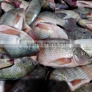 New Arrival Tilapia 300-500G Whole Fish / Guangdong China Tilapia Supplier thumbnail-1