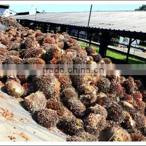 Palm Oil Production Machine Provided by the Most Famous Bran From China thumbnail-4